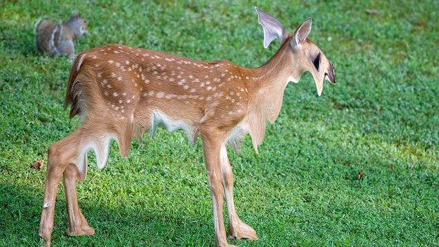 Illustration for article titled 6 Amazing Pictures Of Deer Melting That We Published Before Looking Up An Explanation
